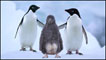 Pinguins de Adélia (Foto: Steve Bloom)  