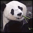 पांडा
