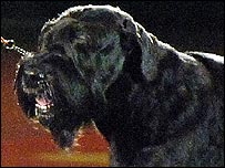 Copyright Kennel Club: Jafrak Philippe Olivier