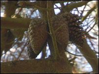 Pine cones - they eat nuts, seeds, berries and fir cones which are plentiful in the autumn.