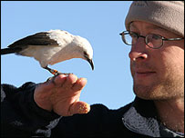 पाइड पैबलर चिड़िया 