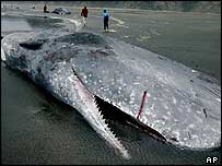 व्हेल मछली