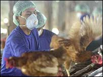 Một người bán gia cầm Trung Quốc kiểm tra ngỗng tại chợ