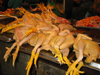 مرغیوں میں بیماری 