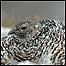 Ptarmigan