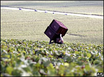 vinhedo em Champagne