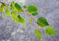 Silver Birch leaves: WTPL/Peter Paice from Belfast