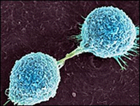 Célula de câncer de pele se divide