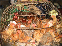 Hiếm thấy còn các bu gà ngoài chợ