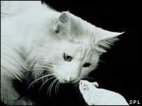 بلی چوہے کا کھیل 