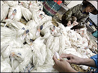 Vịt bày bán tại Hà Nội 