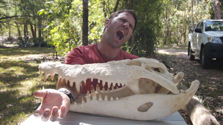 Steve Backshall with skull of a saltwater crocodile