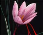 Saffron