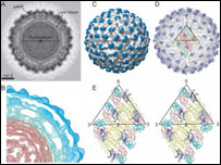 Foto: Purdue University, Departmento de Ciências Biológicas