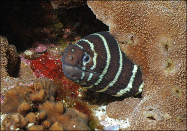 Moreia-zebra (Foto: Universidade de Southampton)