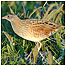 Coastal activities (Image: Corncrake c/o Chris Packham)