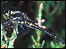 Black Darter dragonfly