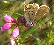 Silver Studded Blue Butterfly