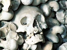 Human skulls Human skulls