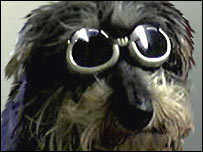 Cachorro com óculos de sol