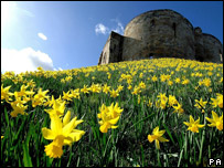 山坡上的水仙花