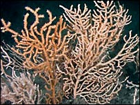 A sea fan before dredging