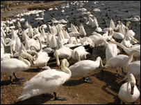 Thiên nga sống ngoài bãi sông