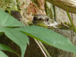 A spotted flycatcher resting in it's nest. © John Clarke.