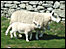 Lundy sheep