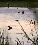 Rainham's nature reserve