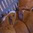 Guinea Pig