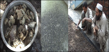 خوراکه ماهی ها