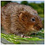 Waterways index (Image: Water Vole c/o PA Images)