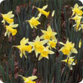 Daffodils
