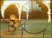 Porcos em zôo da Tailândia