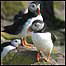 Puffin video (Image: Puffins)