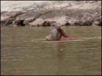 Orangotango nadando Foto: Jay Ullal 