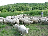 Земля з вівцями. Фото Укрінформ