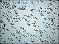Migrating gees c/o RSPB Images/Chris Gomersall