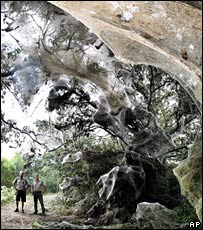 Guardas observam teia gigante no Texas