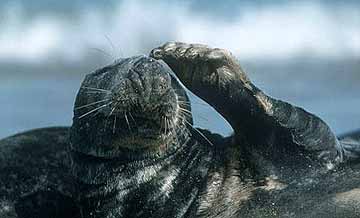 Grey Seal ©Gerhard Schulz