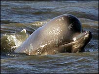 误闯泰晤士河的鲸鱼