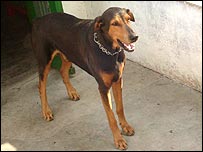 मोती नाम का कुत्ता