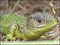 Green Lizard
