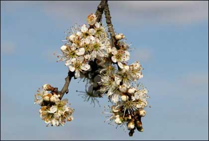Springwatch photo by Ed Lukaszewski
