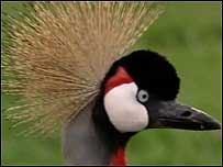 East African Crane