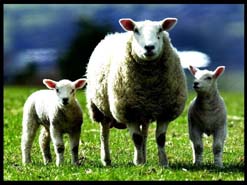 Sheep and lambs