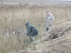 Grandfather and grandson Bob and Paul Mace reedcutting in the Broads.