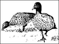 लंगड़ी बत्तख़