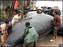 Ngư dân Thanh Hóa chạy bão